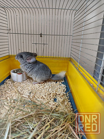 Продам шиншилл Донецк - изображение 1