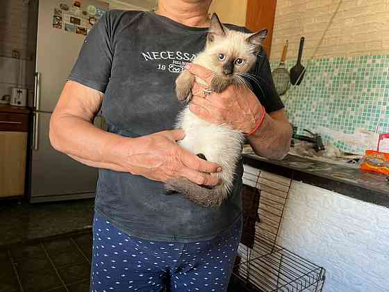 Котята Сиамская Бирманская Донецк