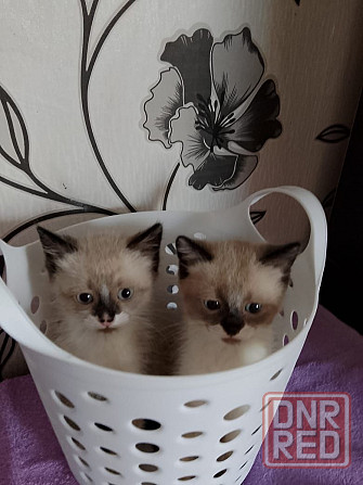 Котята Сиамская Бирманская Донецк - изображение 3