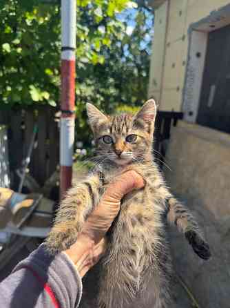 Милые котята ищут дом Донецк