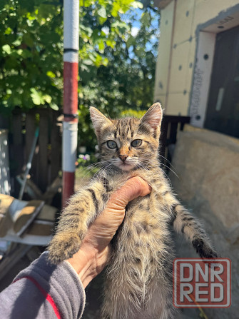 Милые котята ищут дом Донецк - изображение 5