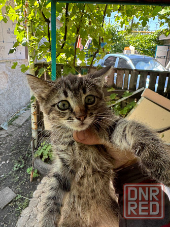 Милые котята ищут дом Донецк - изображение 2