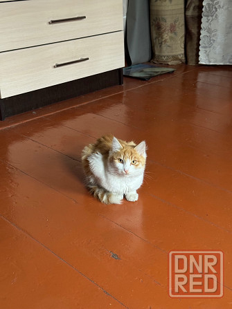 Милые котята ищут дом Донецк - изображение 7