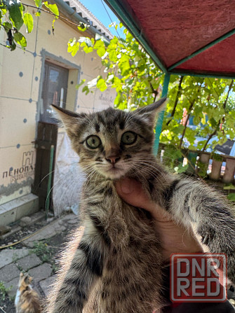 Милые котята ищут дом Донецк - изображение 1