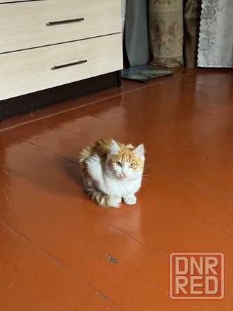 Милые котята ищут дом Донецк - изображение 8