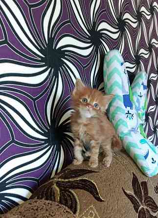 Котёнок от большой любви Донецк