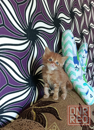 Котёнок от большой любви Донецк - изображение 1