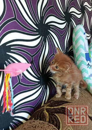 Котёнок от большой любви Донецк - изображение 2