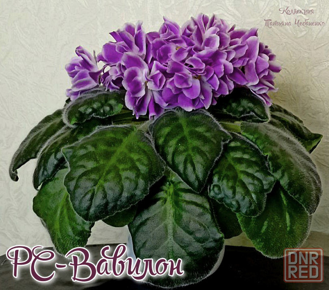 Фиалка рс-вавилон Донецк - изображение 3