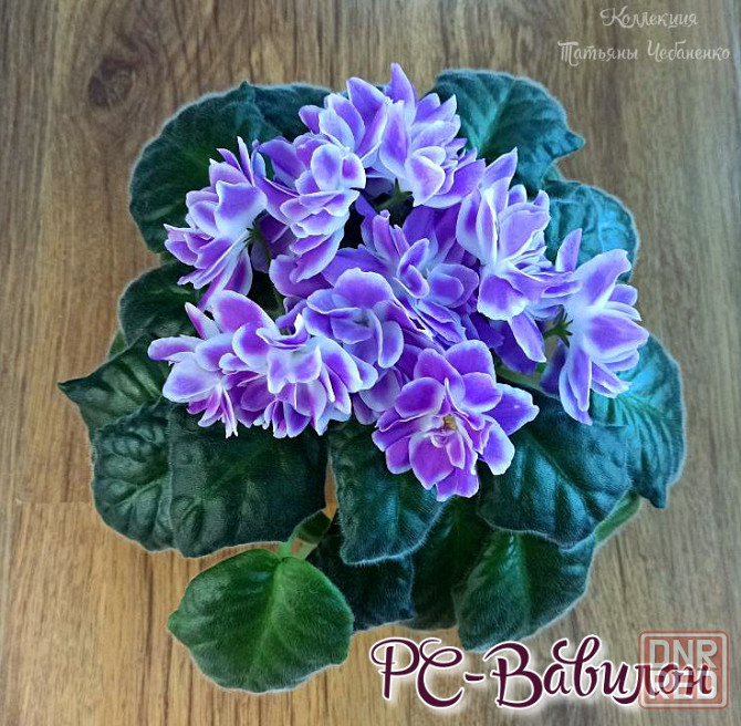 Фиалка рс-вавилон Донецк - изображение 5