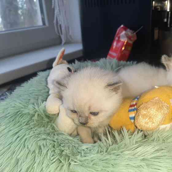 Шотландские котята от заводчика Донецк