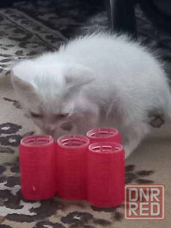 отдам котёнка в хорошие руки Донецк - изображение 3