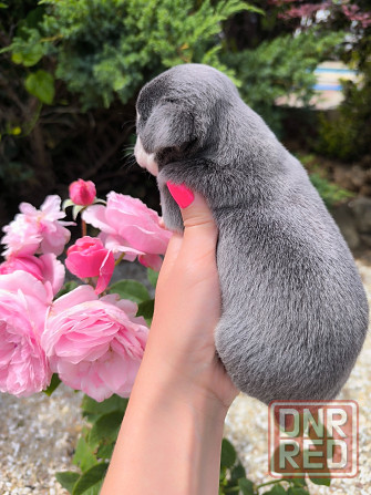 Лиловый мальчик чихуахуа Донецк - изображение 4