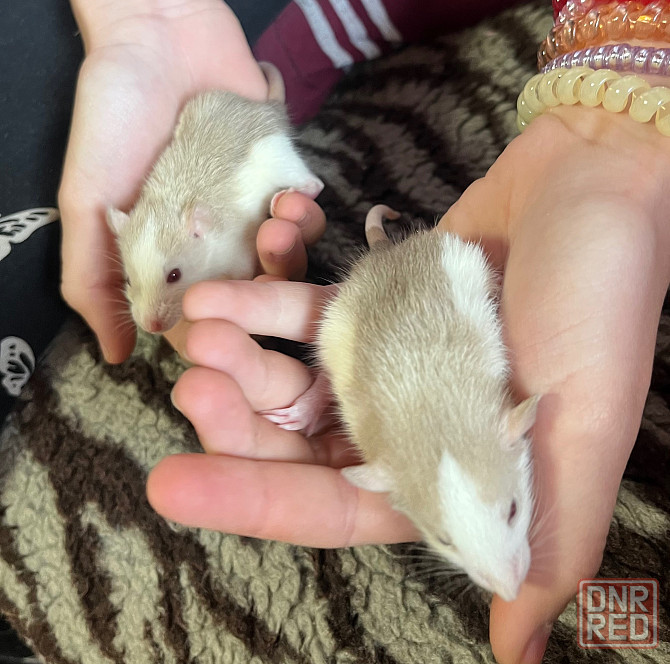 Продам крыс Макеевка - изображение 3