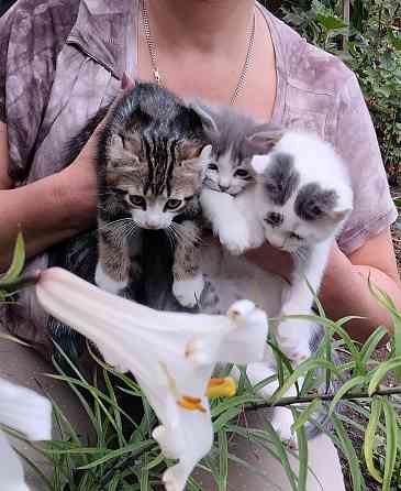 Донецк. Котята ищут дом Донецк
