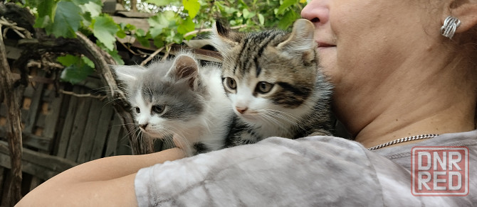 Донецк. Котята ищут дом Донецк - изображение 4