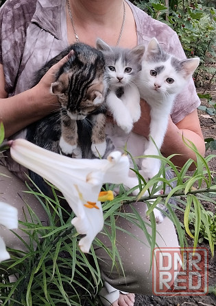 Донецк. Котята ищут дом Донецк - изображение 3
