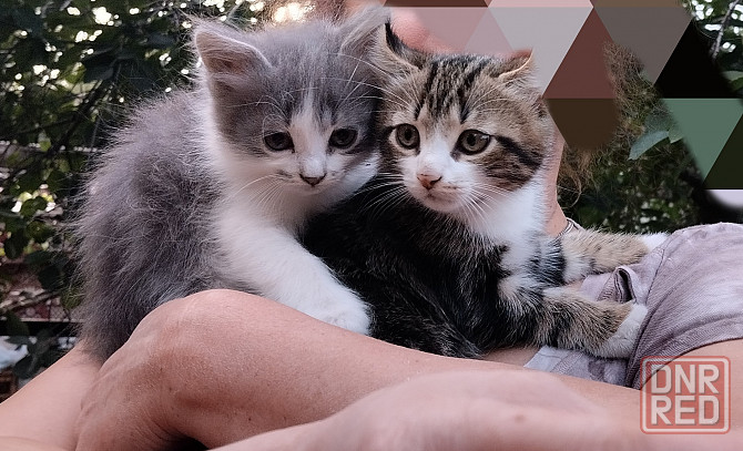 Донецк. Котята ищут дом Донецк - изображение 1