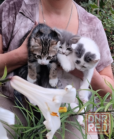 Донецк. Котята ищут дом Донецк - изображение 2