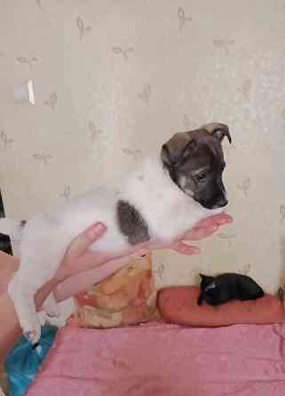 Отдам в добрые руки Донецк
