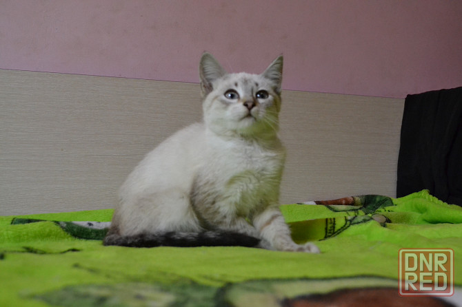 Тайский котенок котик Донецк - изображение 3