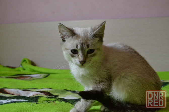 Тайский котенок котик Донецк - изображение 4