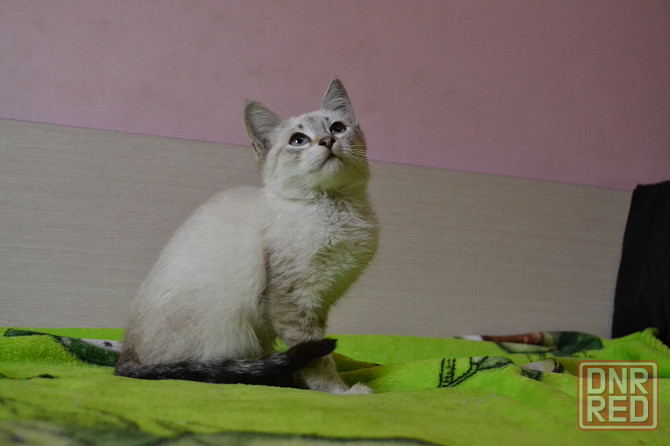Тайский котенок котик Донецк - изображение 1