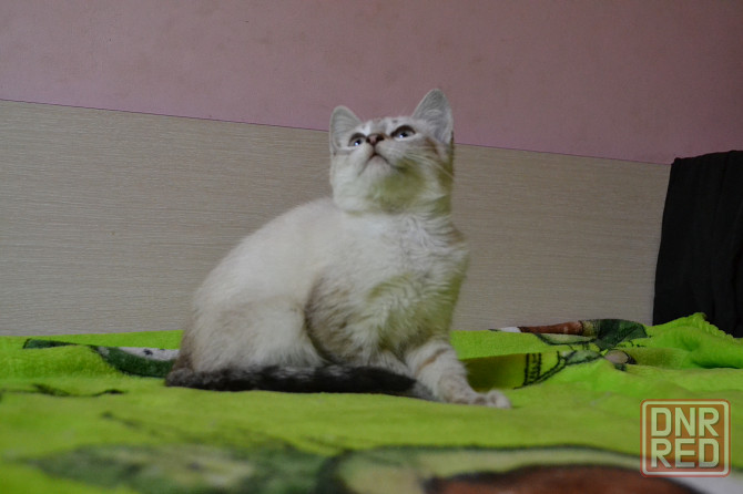 Тайский котенок котик Донецк - изображение 2