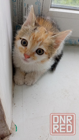 Котята бесплатно Горловка - изображение 3
