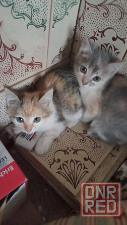 Котята бесплатно Горловка - изображение 1