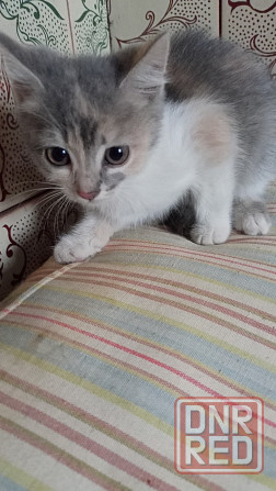 Котята бесплатно Горловка - изображение 2