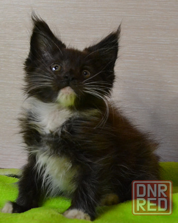 Котенок мейн-кун Донецк - изображение 6