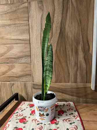 Тещин язык ( сансевиерия) Донецк