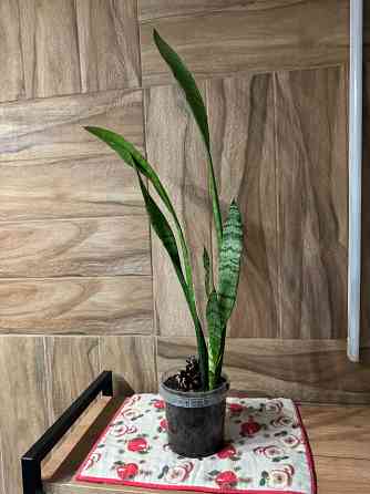 Тещин язык ( сансевиерия) Донецк