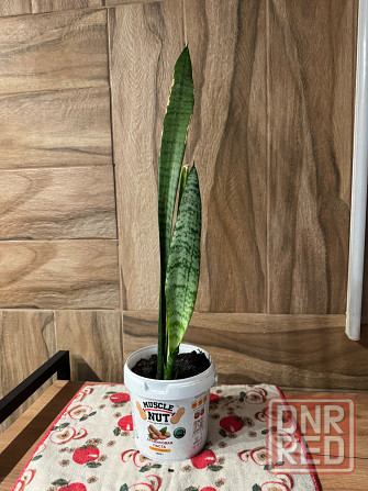 Тещин язык ( сансевиерия) Донецк - изображение 2