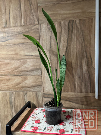 Тещин язык ( сансевиерия) Донецк - изображение 1