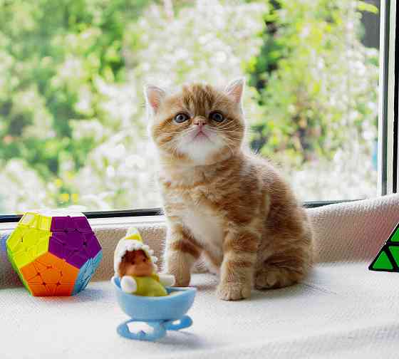 Шотландские котята из питомника Донецк