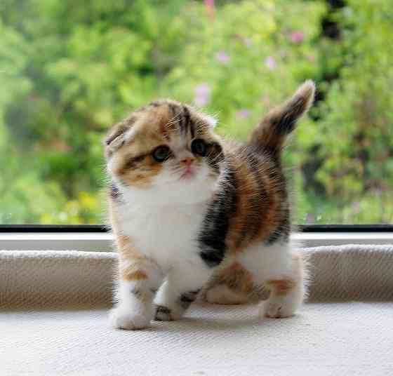 Шотландские котята из питомника Донецк