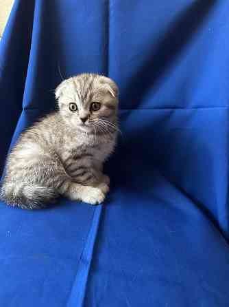 Котята Шотландцы Вислоушки Донецк