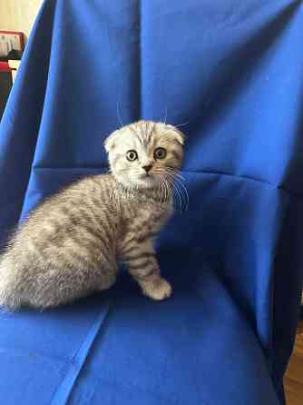 Котята Шотландцы Вислоушки Донецк
