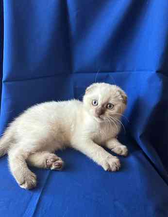 Котята Шотландцы Вислоушки Донецк