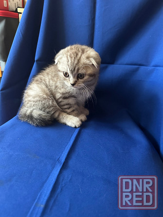 Котята Шотландцы Вислоушки Донецк - изображение 5