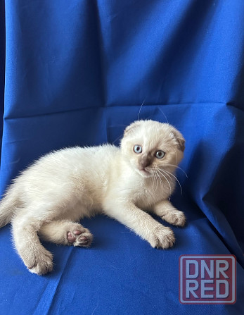 Котята Шотландцы Вислоушки Донецк - изображение 6