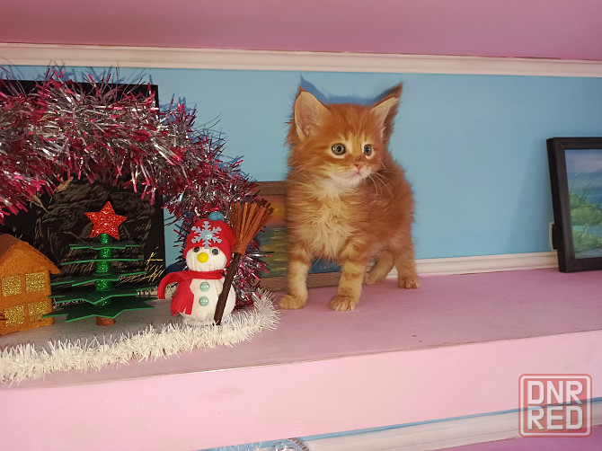 Котята Мейн-Кун Донецк - изображение 4