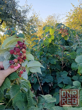 Продам дачу Харцызск - изображение 12
