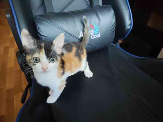 Котята Донецк