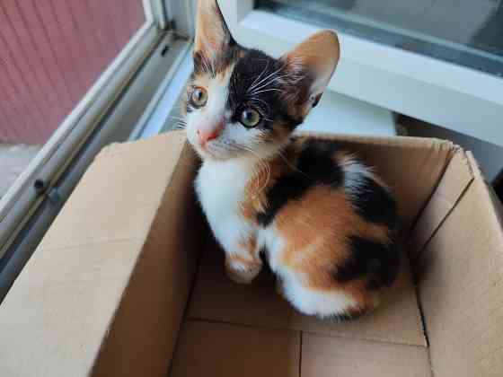 Котята Донецк