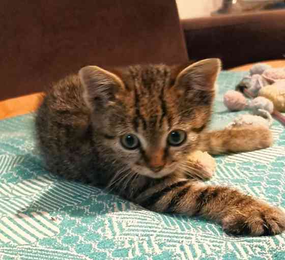 Кошечка ищет дом Донецк