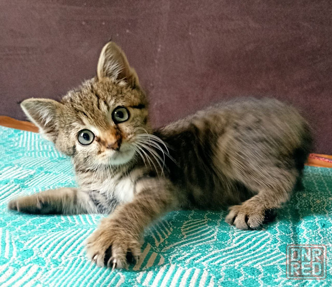 Кошечка ищет дом Донецк - изображение 1