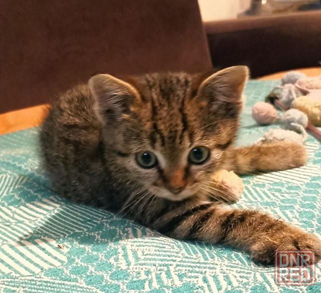Кошечка ищет дом Донецк - изображение 3